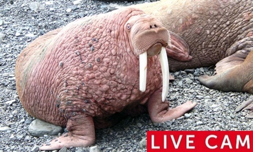 Watch Live Cam of 14,000 Walruses Chillin' on Alaskan Beach