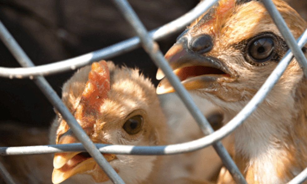 8 Things You Should Know About the Bird Flu Epidemic