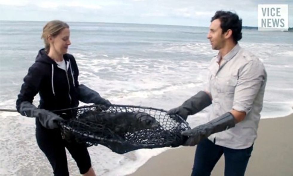Thousands of Sea Lion Pups Are Washing Ashore and Dying Along the California Coast