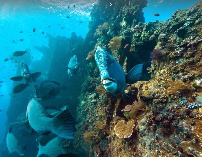 20 Stunning Photos Of Google's Underwater Street View - EcoWatch