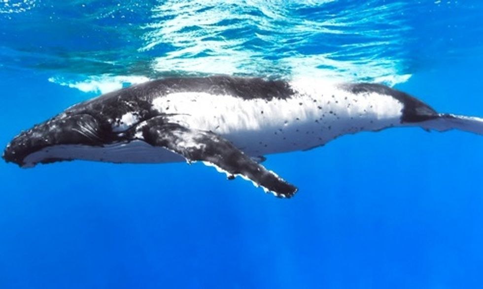 20 Stunning Photos of Google's Underwater Street View