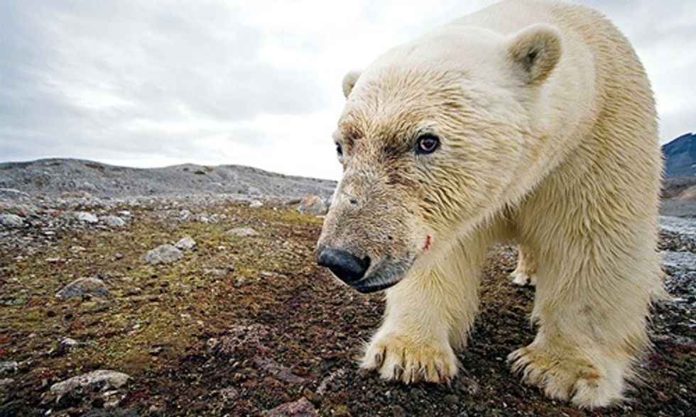 14 Reasons Why We Must Never Drill in the Arctic