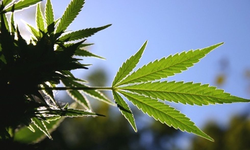 5 Reasons Legalizing Pot Is Good for the Planet