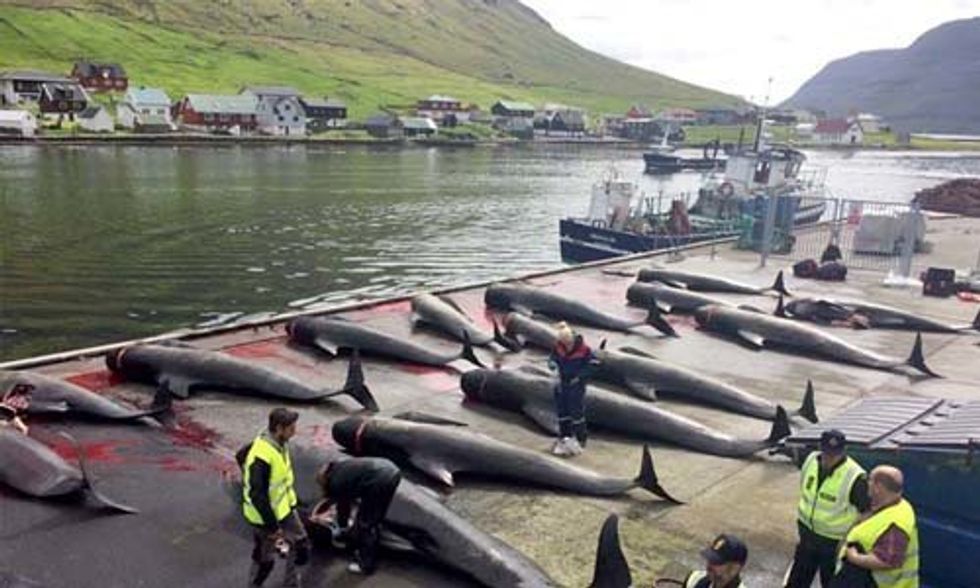 Pilot Whales Brutally Slaughtered in Yet Another Horrific Faroe Islands Grind