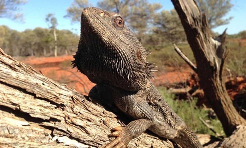 Extreme Heat Triggers Sex Change in Lizards