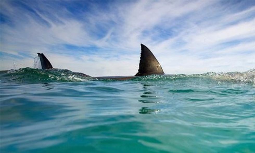 Is Climate Change to Blame for Increased Number of Shark Attacks?