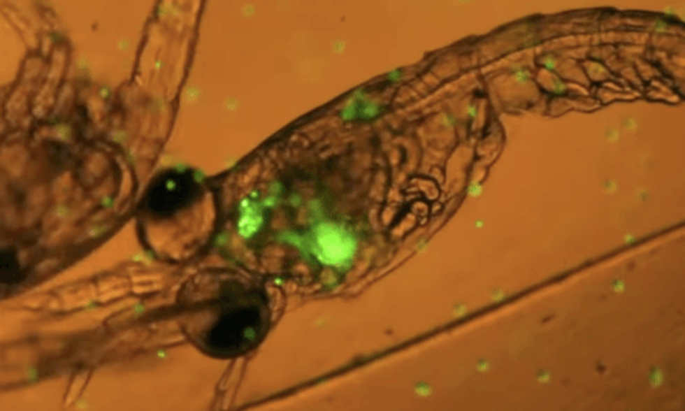 Plankton Eating Plastic Caught on Camera for First Time Ever