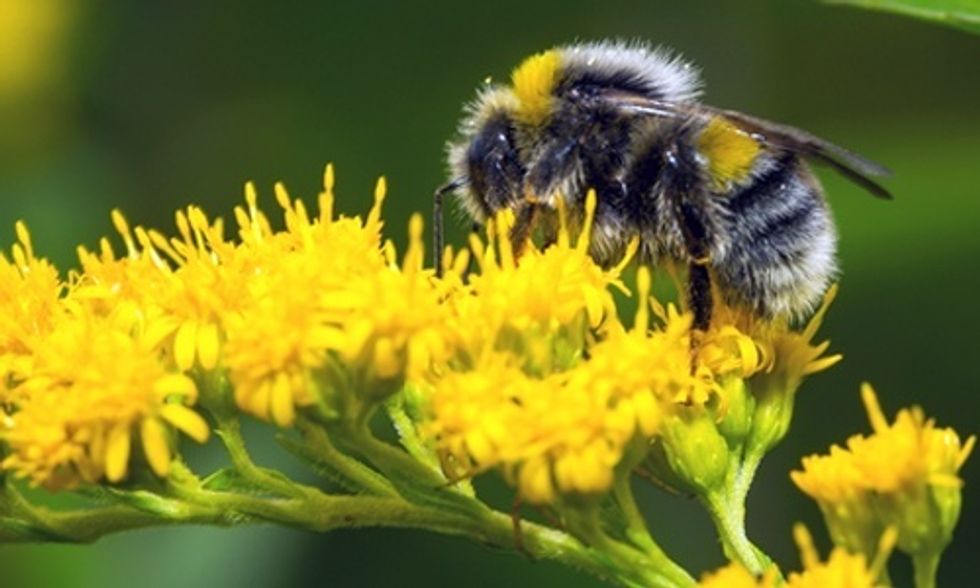 Climate Change Is a Major Buzz Kill for Bumblebees
