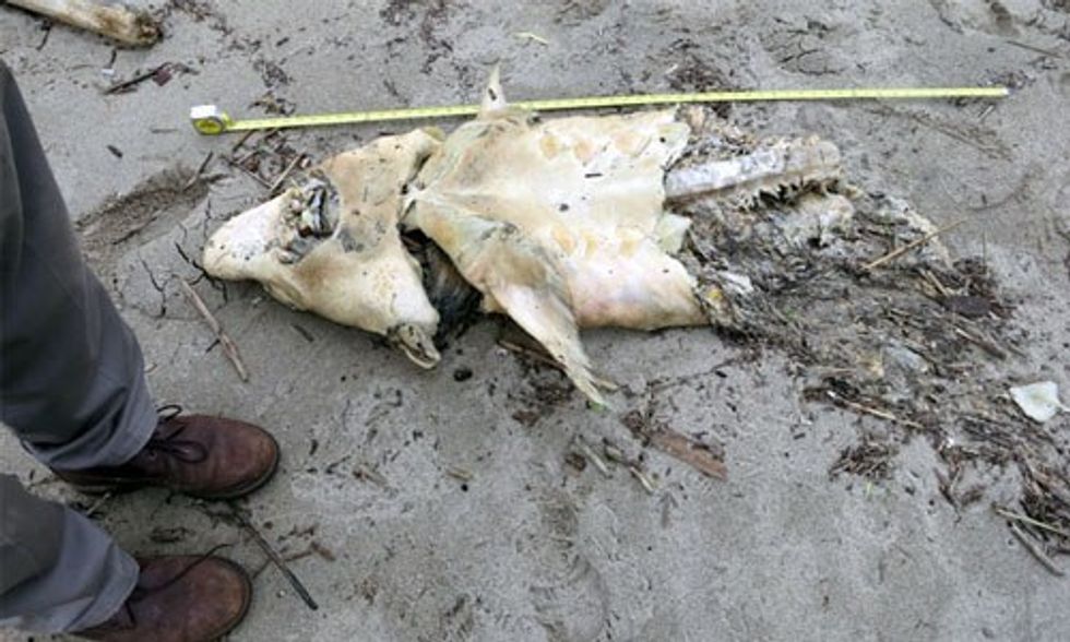 Huge Spike in Dead Sturgeon Reported in Hudson River
