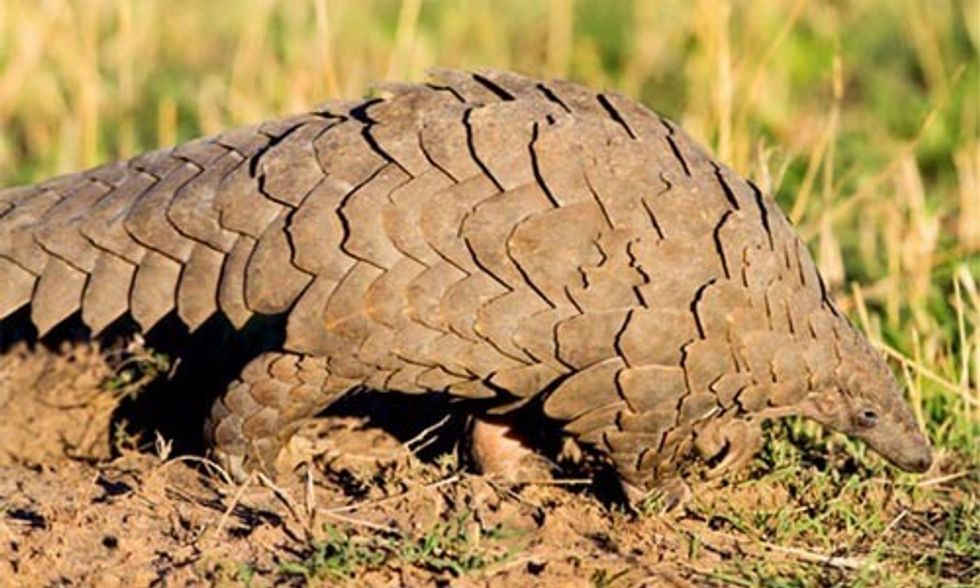 The Battle to Save the Endangered and Heavily Poached Pangolin