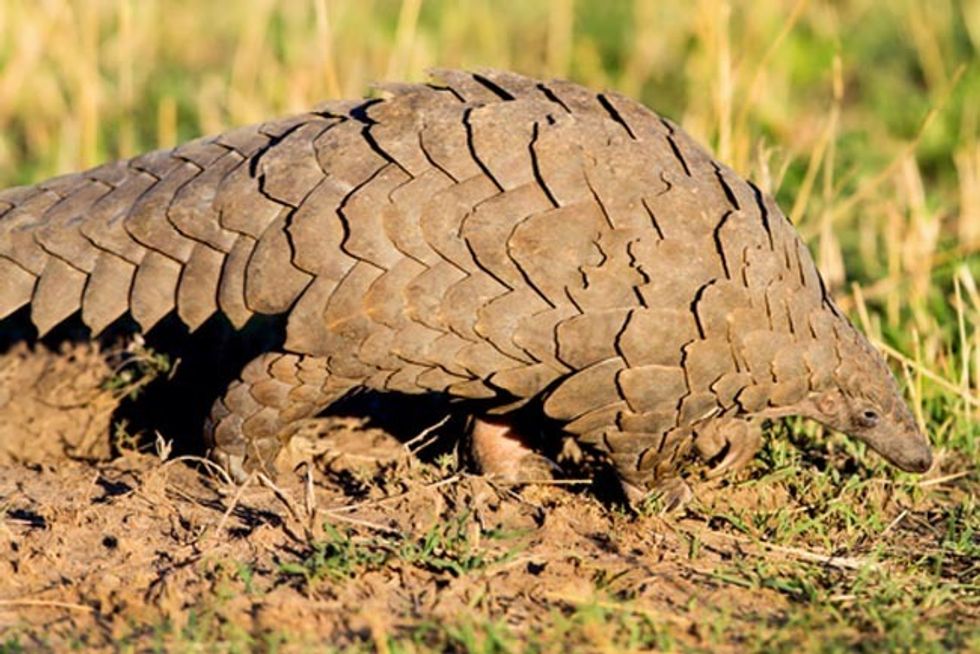 The Battle to Save the Endangered and Heavily Poached Pangolin - EcoWatch
