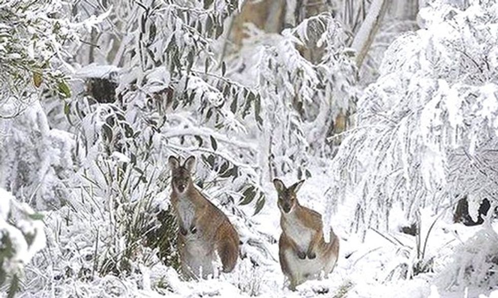 Australia’s 'Sunshine State' Gets Rare Dumping of Snow During Record Cold Snap