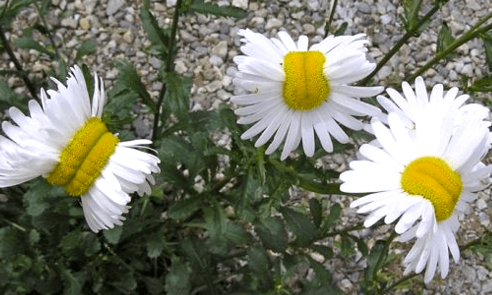 Photo of 'Mutant Daisies' Near Fukushima Goes Viral