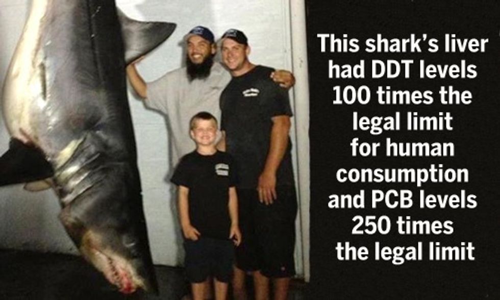 This Shark's Liver Had DDT Levels 100 Times the Legal Limit for Humans