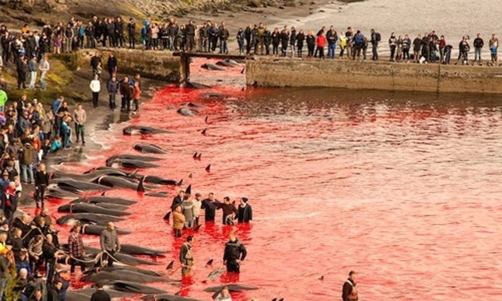 Breaking: Massive Pod of Pilot Whales Slaughtered in the Faroe Islands