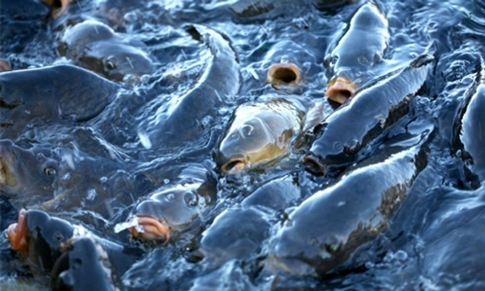 Farmed Salmon Rejected Over Huge Spike in Antibiotic Use Due to Bacterial Outbreak