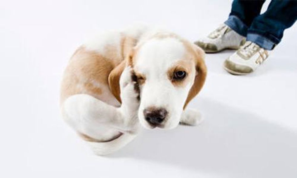 8 Ways to Keep Your Pet Flea Free
