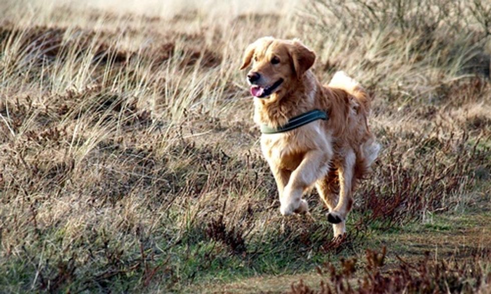 What You Need to Know About Ticks