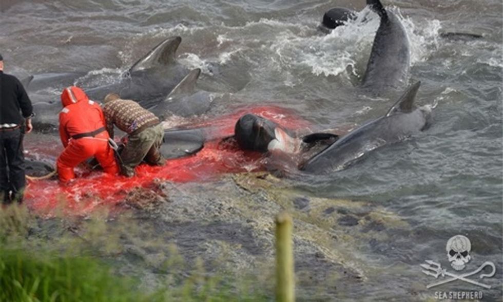 Slaughter of Pilot Whales Draws Global Outrage