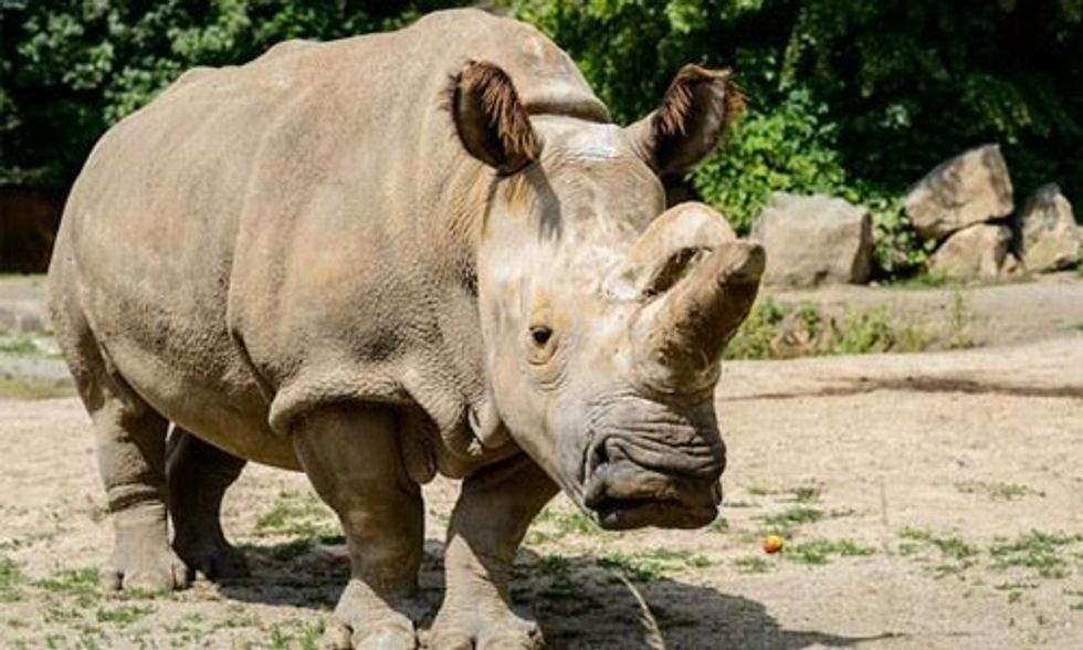 Another Northern White Rhino Died, Leaving Only 4 Left on Earth