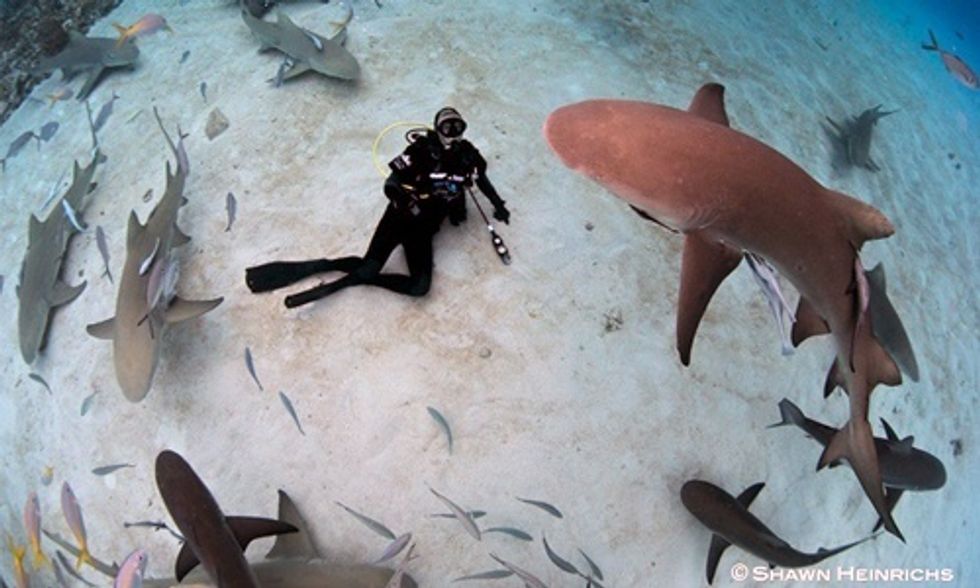 Richard Branson: Don’t Turn Shark Encounter Into an Excuse to Kill More Sharks