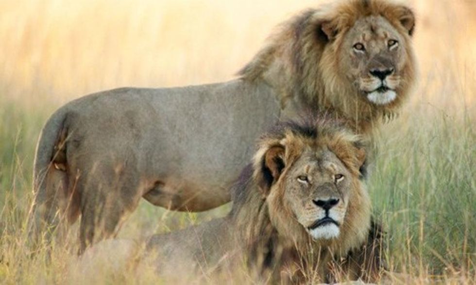 David Suzuki: Cecil the Lion’s Killing Shines Spotlight on Barbaric Trophy Hunting