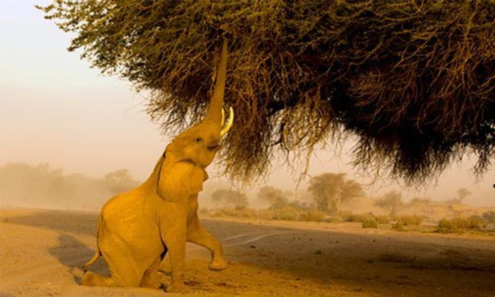 Elephant Tree