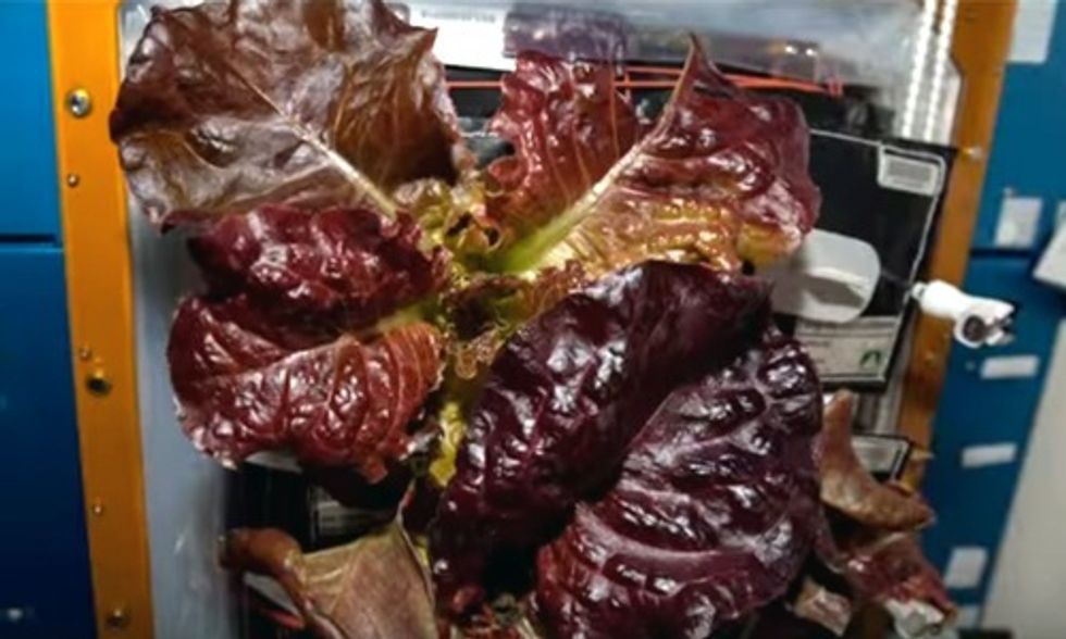 NASA Astronauts Grow Vegetables in Space for First Time