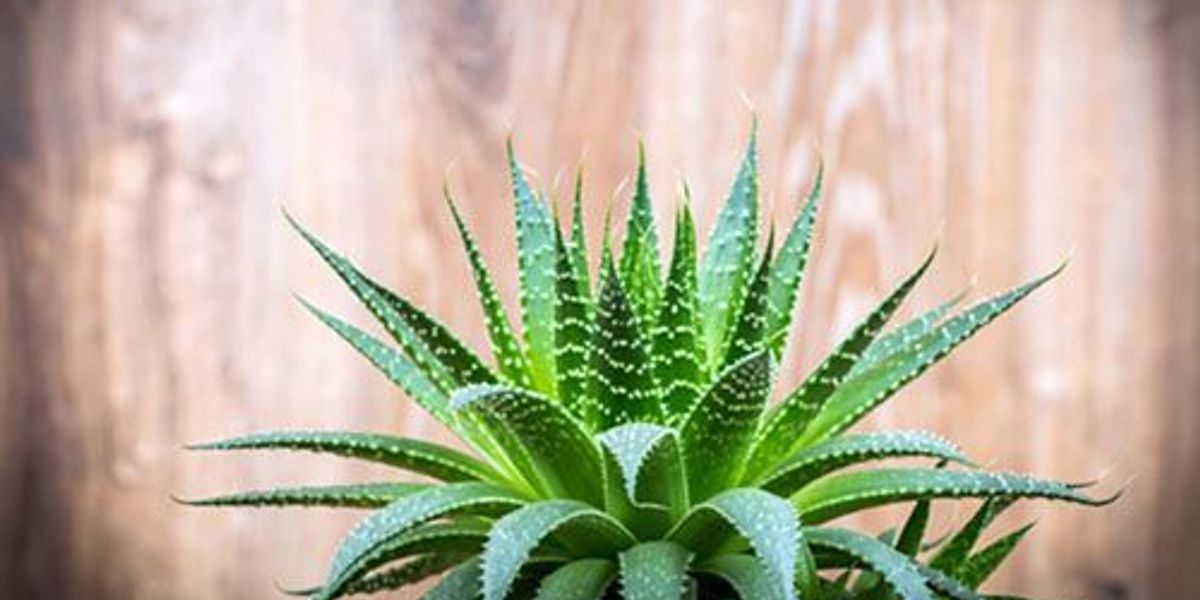 20 Houseplants That Remove Airborne Toxins From Your Home EcoWatch