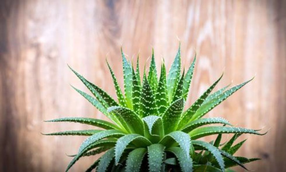 20 Houseplants That Remove Airborne Toxins From Your Home