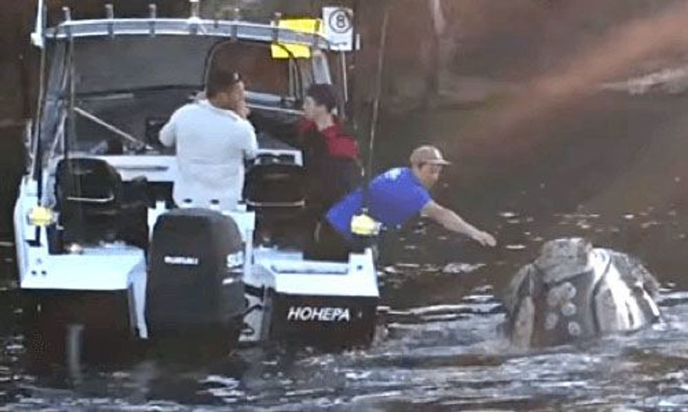 Whale Choking on Plastic Seeks Help From Fishermen