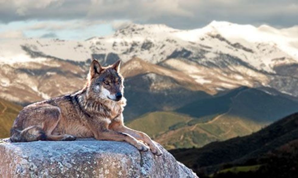 What the Wolf Said