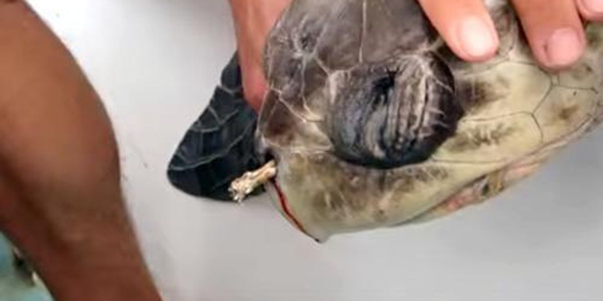 This Injured Turtle Will Make You Think Twice About Drinking Out of a Plastic Straw EcoWatch