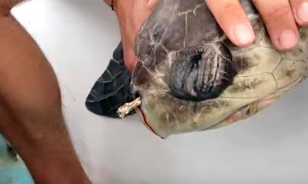 This Injured Turtle Will Make You Think Twice About Drinking Out Of A Plastic Straw Ecowatch