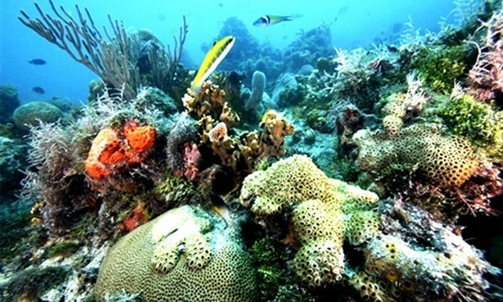 Earth Is Facing Most Severe Extinction Crisis in 65 Million Years