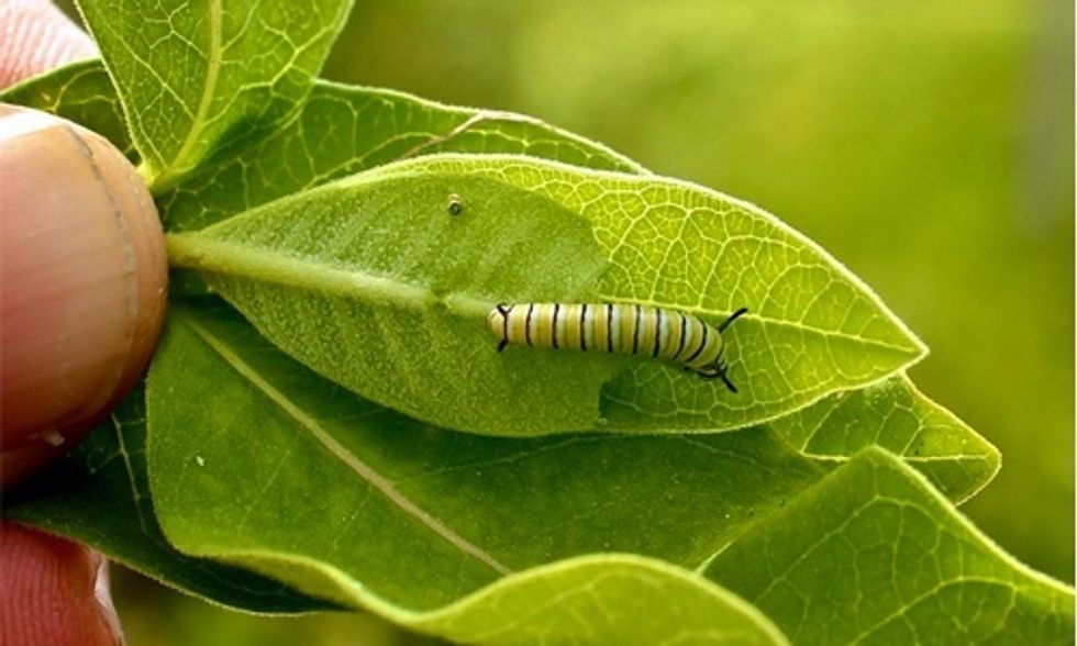 David Suzuki: How You Can Help Bring Monarch Butterflies Back from the Brink