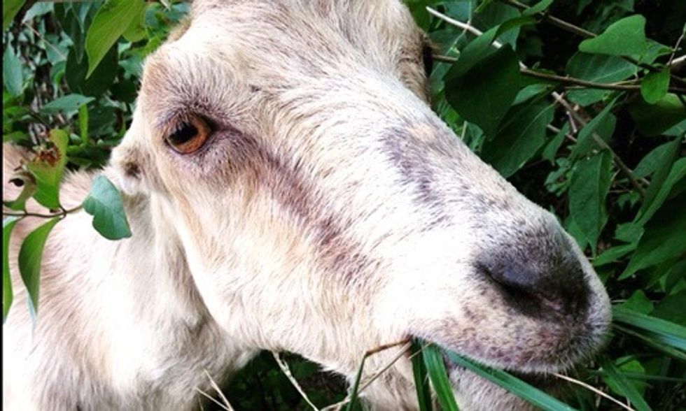 Hate Doing Yard Work? Rent a Goat