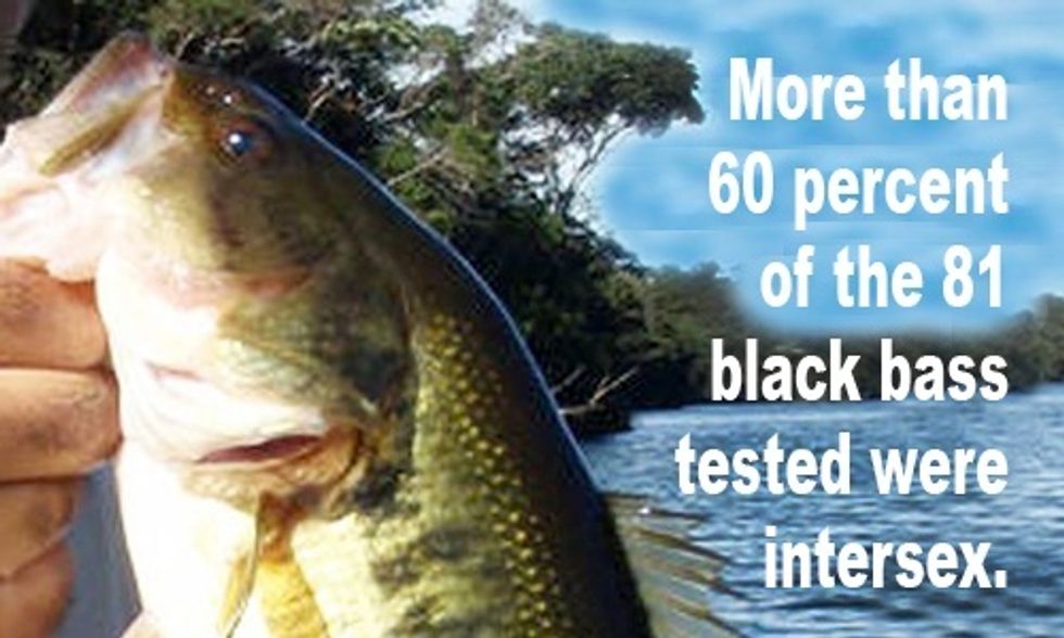 Male Fish Found to Have Female Parts
