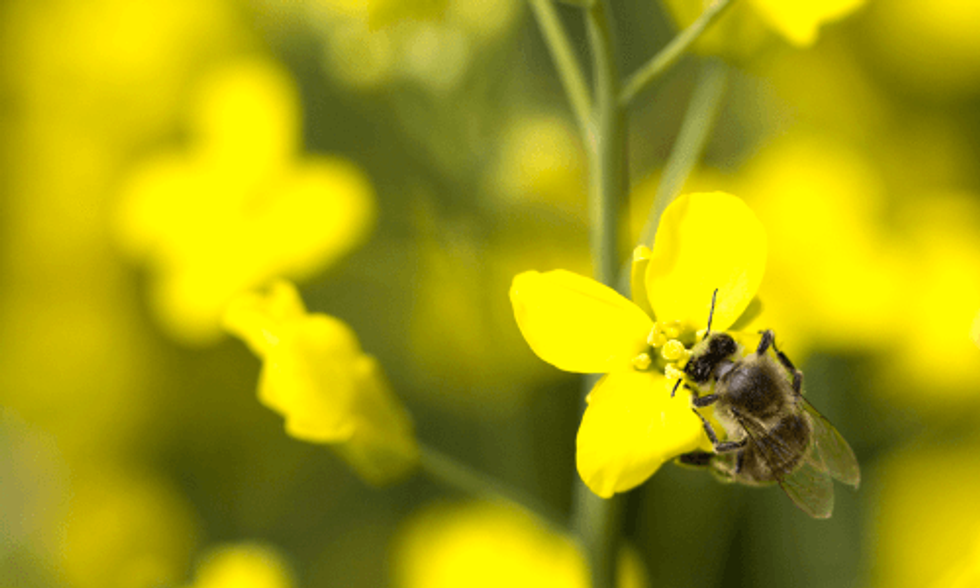 Two New Major Studies Link Pesticides to Decline of Honeybees