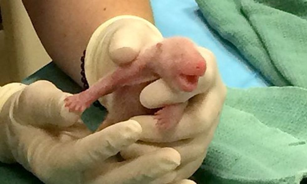 Giant Panda Gives Birth to Twins at National Zoo