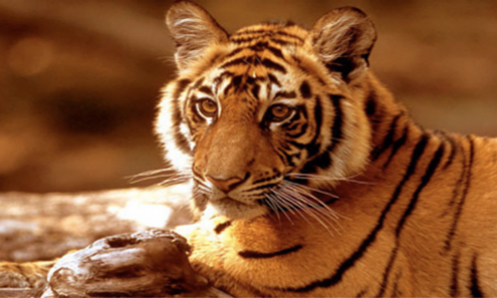 Half the World's Animal Population Vanished Since 1970