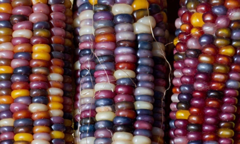 Monsanto Announces 'Global Center' for Developing GMO Corn