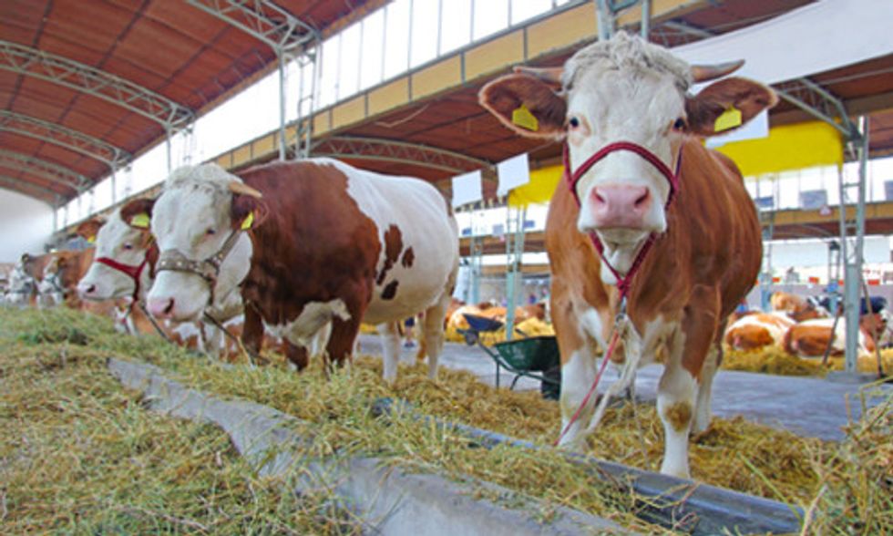 Reducing Meat and Dairy Consumption Important for Healthy People and Planet