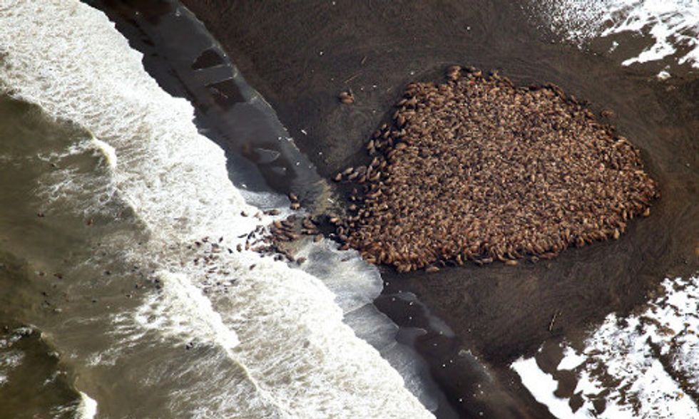 35,000 Walruses Invade Alaska Beach As Climate Change Melts Sea Ice