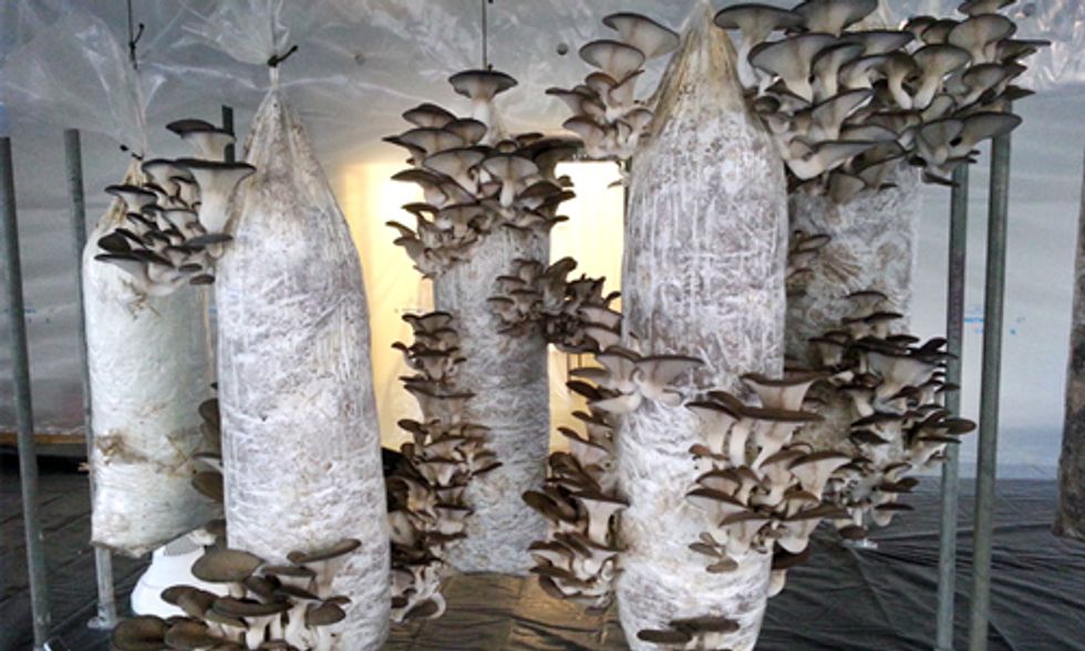Growing Gourmet Mushrooms From Coffee Grounds