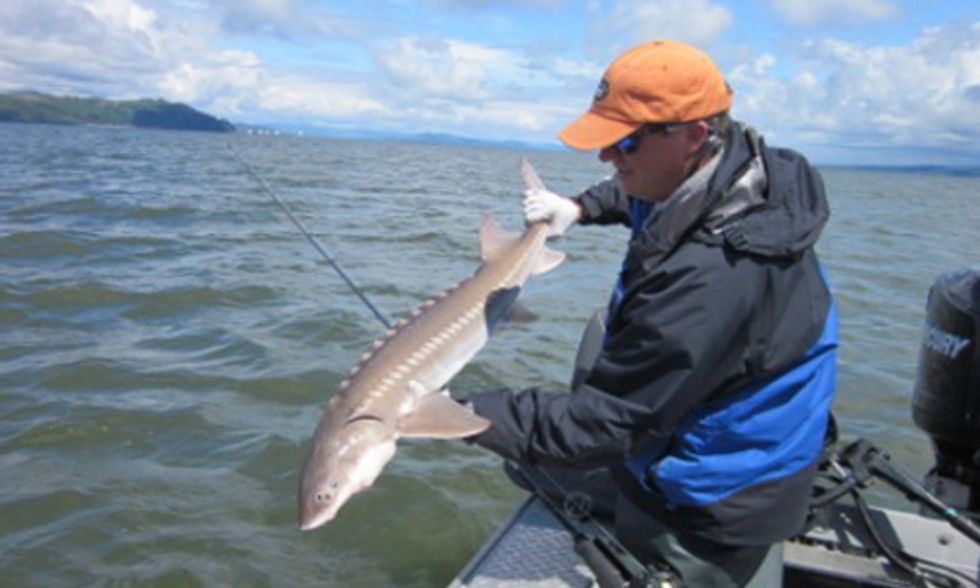 Alarming Levels of Cancer-Causing Chemicals Found in Columbia River Fish