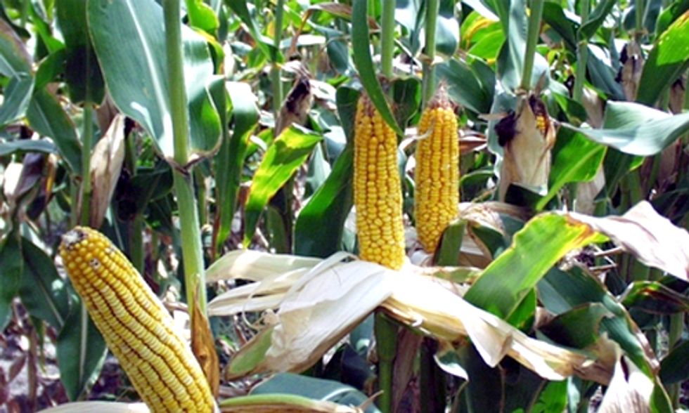 EPA Approves Controversial 'Superweed' Pesticide for GMO Crops
