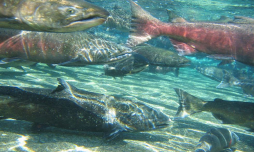 California Bans Genetically Engineered Salmon