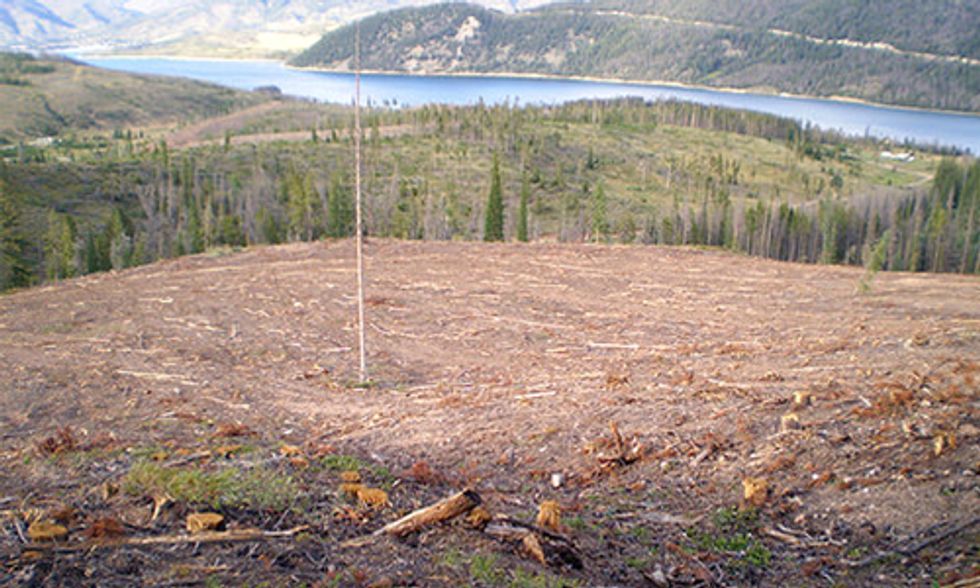 Public Forests Sacrificed to the Biomass Industry
