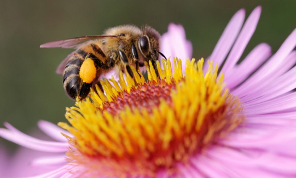New ‘F’ Word Means More Bad News for Bees